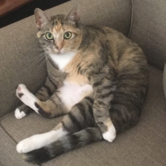 Meet your Posher, Olivia - Picture 3 of 9